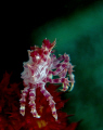   Candy Coral crab taken Canon S90 Inon close lens strobes.....This was my first trip using lenses there steep learning curve strobesThis strobes This  